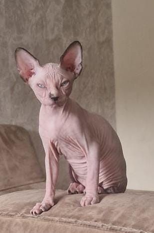 Gatinha sphynx olhos azuis