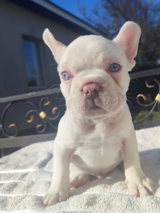 Щенки Шоу класса