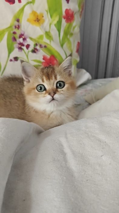 Золоті шиншили дівчинка і хлопчик