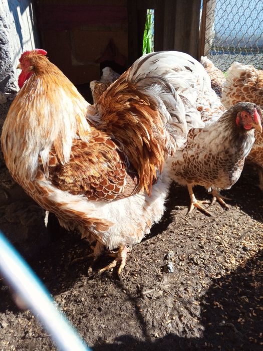 Яйця інкубаційні кури віандот біле золото