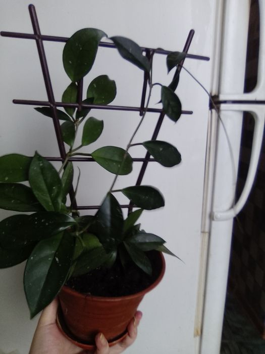 Продам свои комнатные цветы.