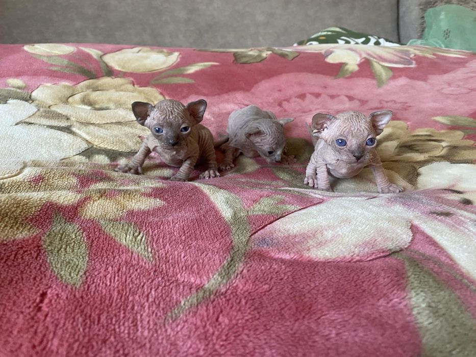 бронь канадські сфінкси