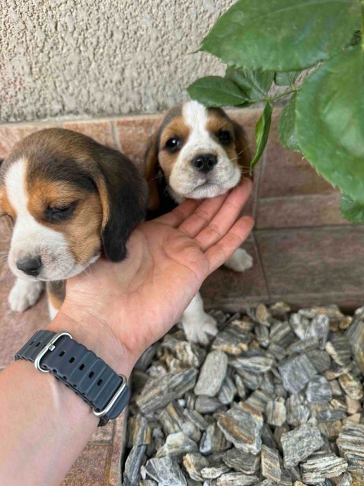 Спортивний бігль, Буча