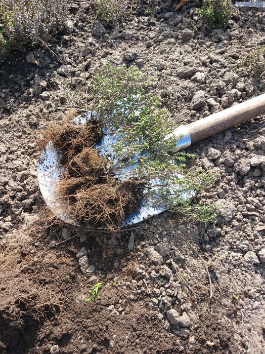 Чебрець однорічні саджанці