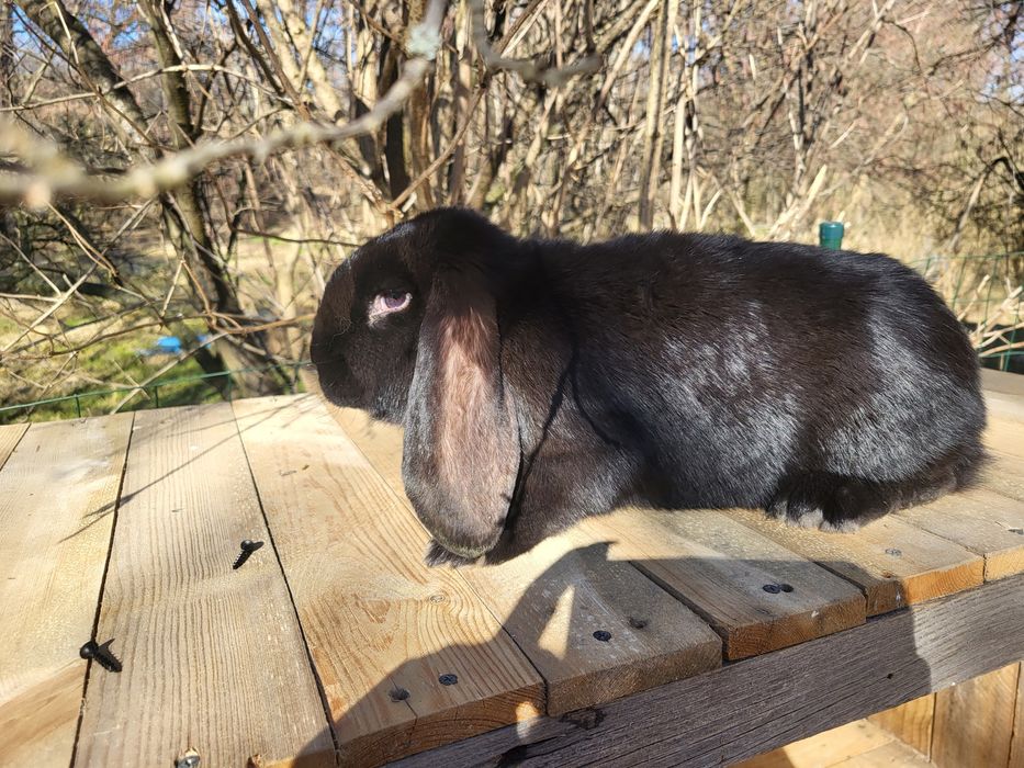 Królik baran francuski