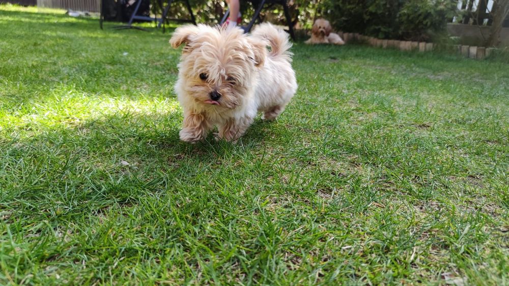 Maltipoo F1 miniaturka