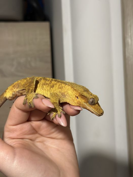 Gekon orzęsiony Dorosły Samiec Odmiany Bringle