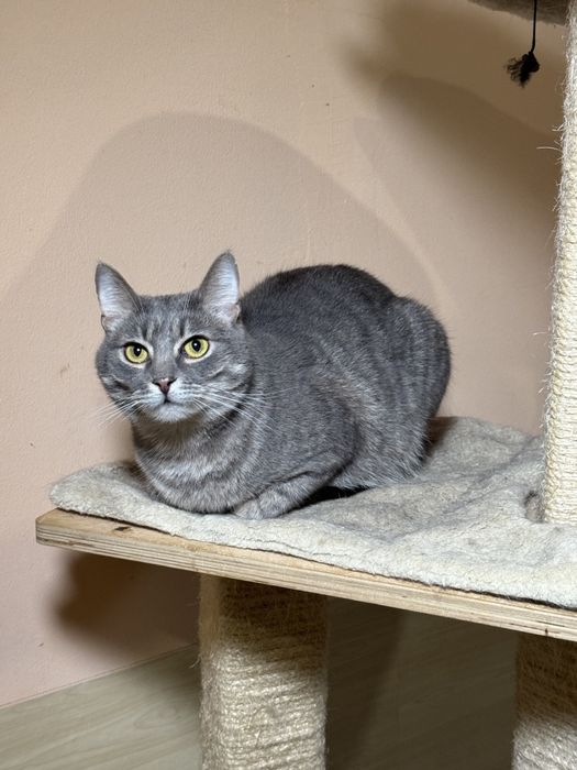 Котейки  в добрые руки
