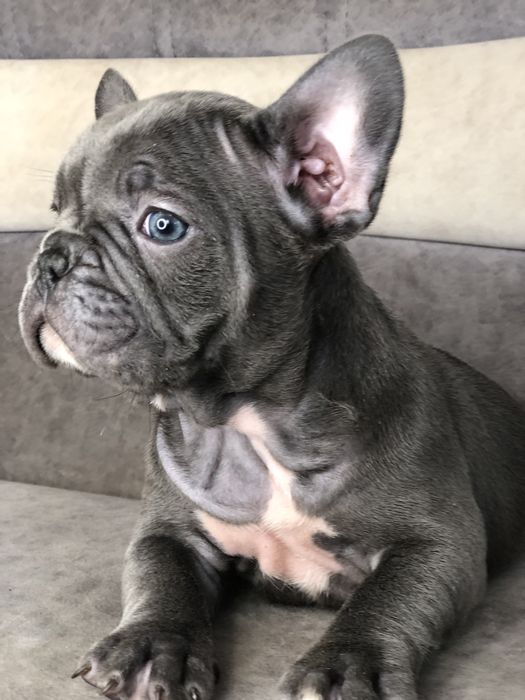 Элитные французские бульдоги