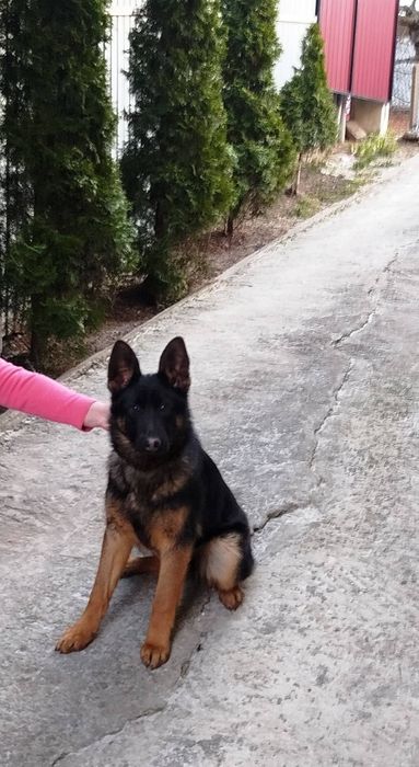 Німецька  вівчарка