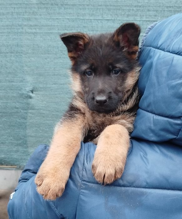 Продам цуценят німецької вівчарки