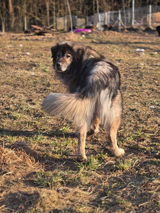 Owczarek Kraski do adopcji