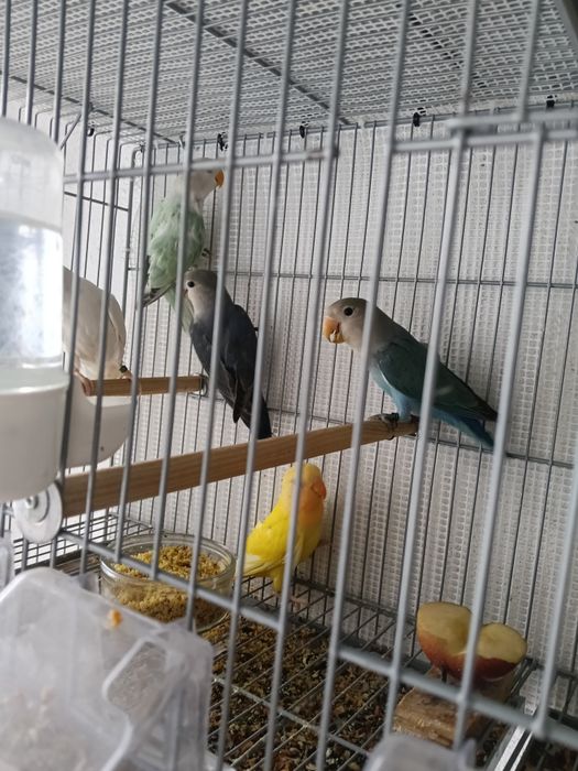 Vendo agraponis deste ano