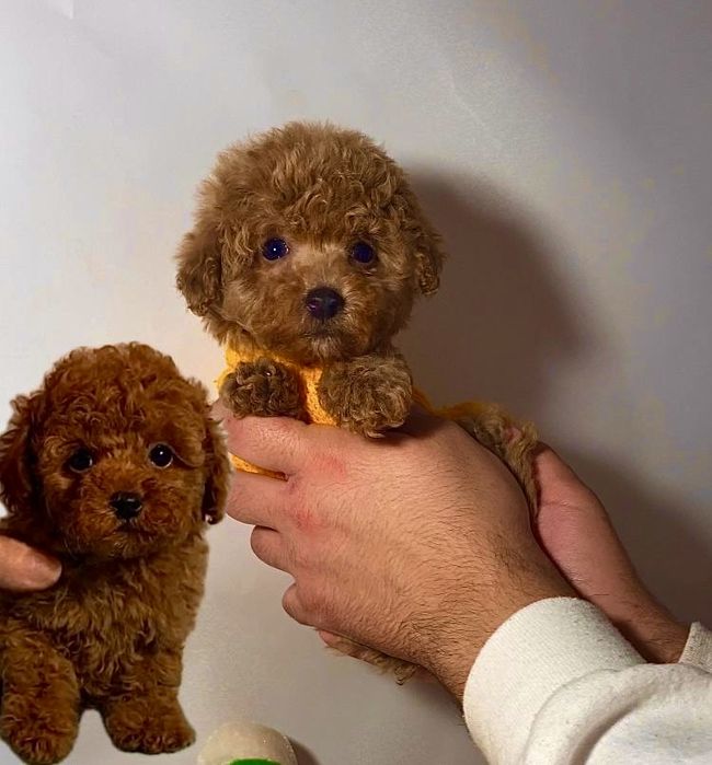 Няшні пухнастики міні мальтипу / той пудель бебі фейс Китай