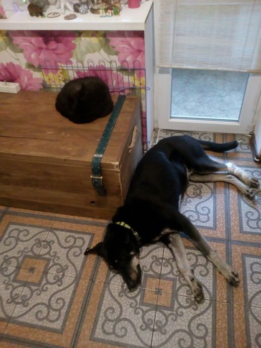 Шукає родину молодий песик