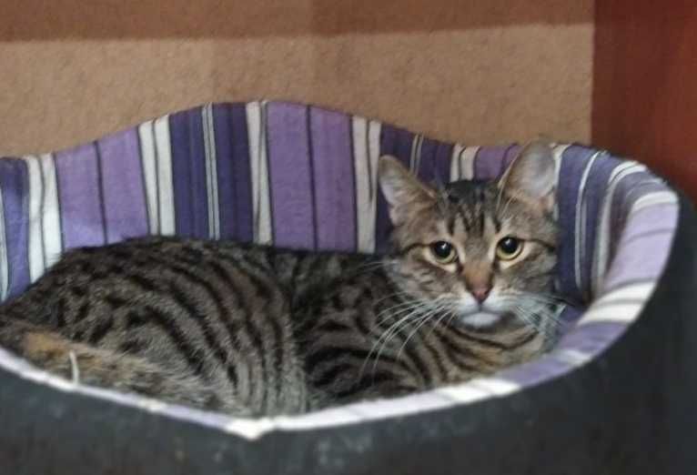 Маленькая нежная кошечка Масяня ищет свой дом