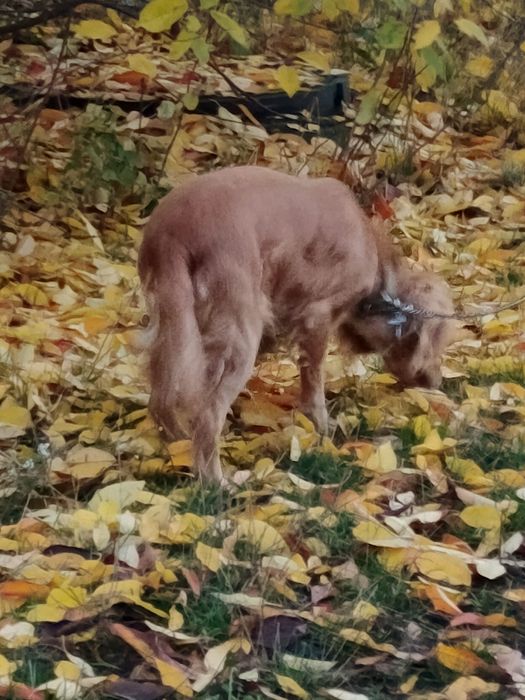 В добрі руки ласкава та ігрива спаніель