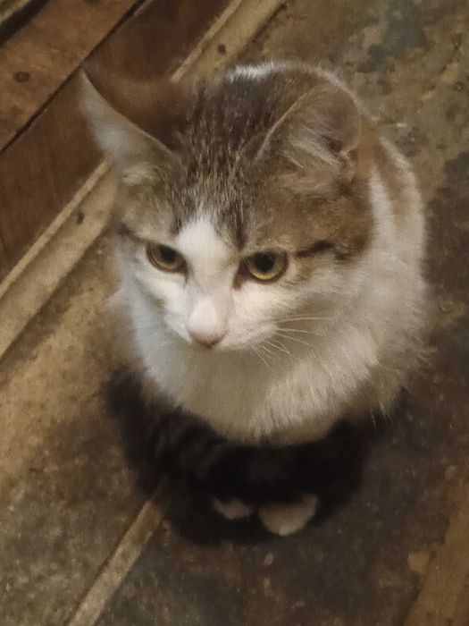 О...! Котята 4 месяца