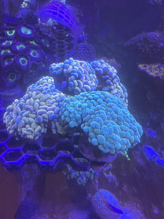 Frag coral facil lps euphyllia aquario agora salfada
