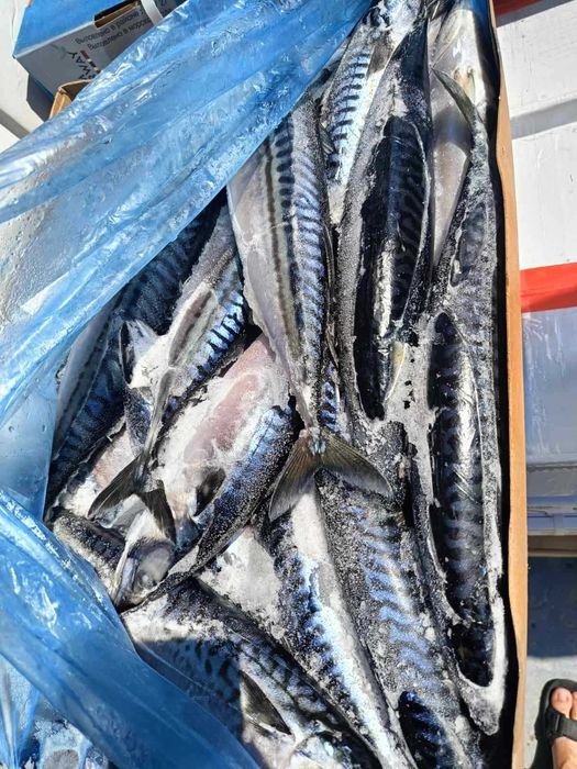 Філе лосося/форелі екстра, креветки, скумбрія, ікра лосося...