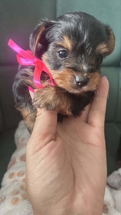 Szczeniaki yorkshire Terrier