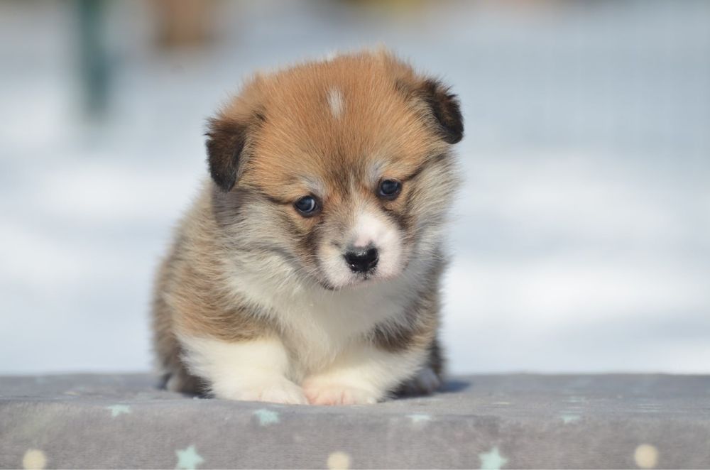 Вельш корги пемброк, девочка