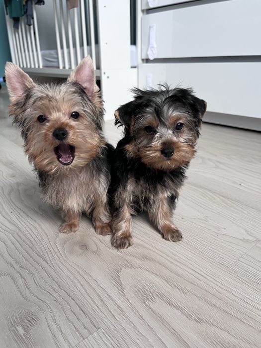 York, Yorkshire Terrier