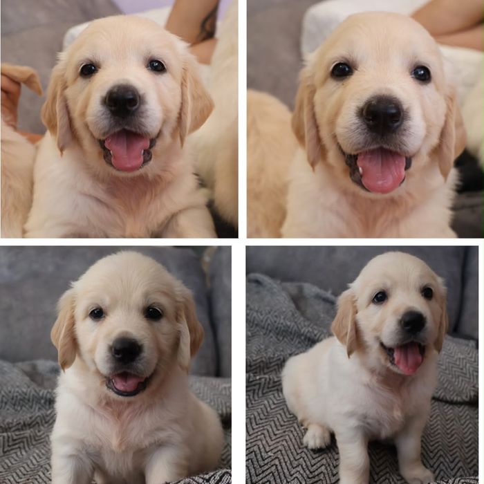 Golden retriever