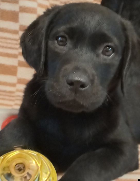 Элитные щенки питомника Лабрадор Ретривер