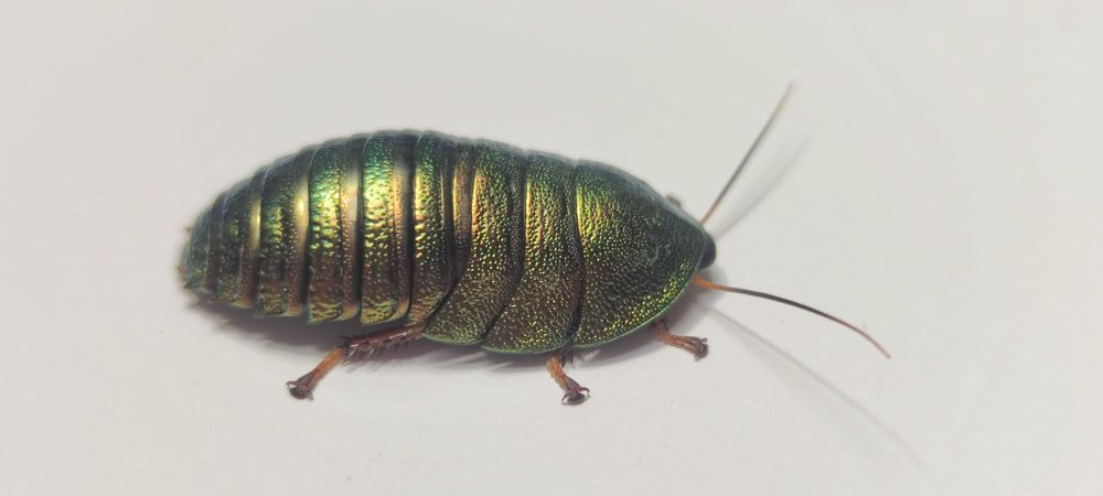 Pseudoglomeris magnifica