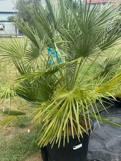 Palma Karlatka Chamaerops Humilis