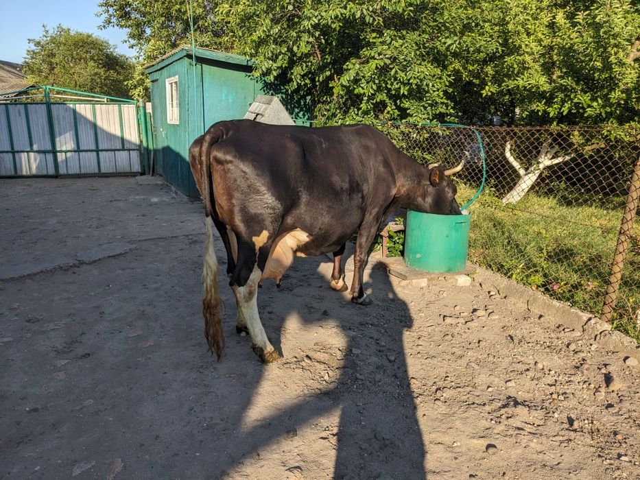 Продається корова