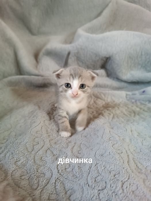 Вісловухі кошенята