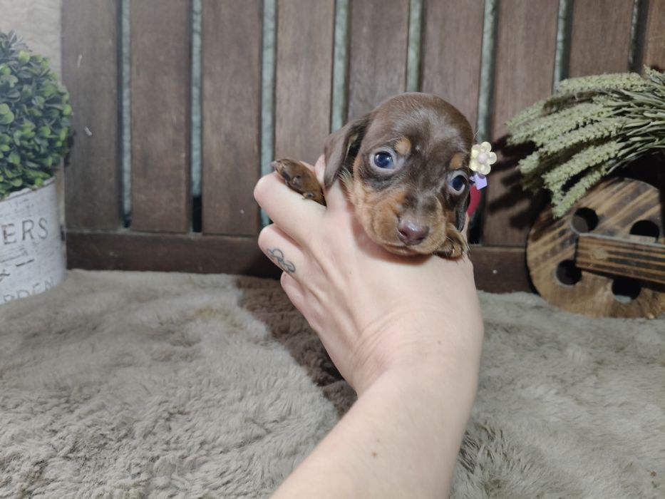 Teckel kaninchen menina com lop