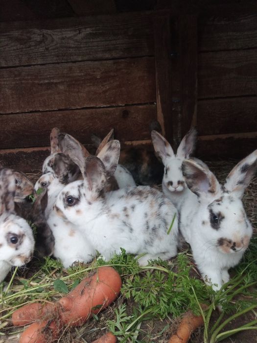 Rex rexy trójbarwne