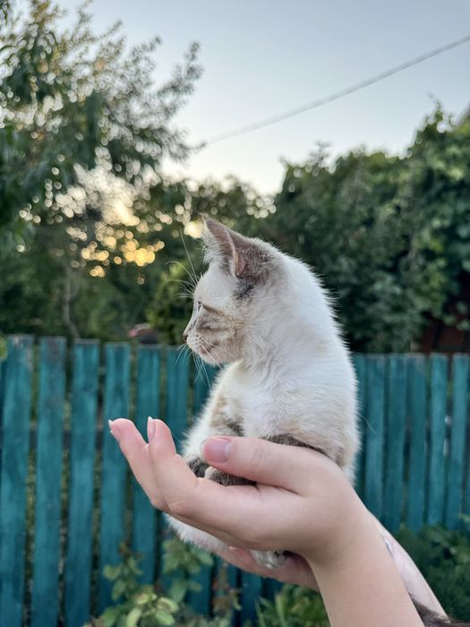 Кицюня у добрі руки