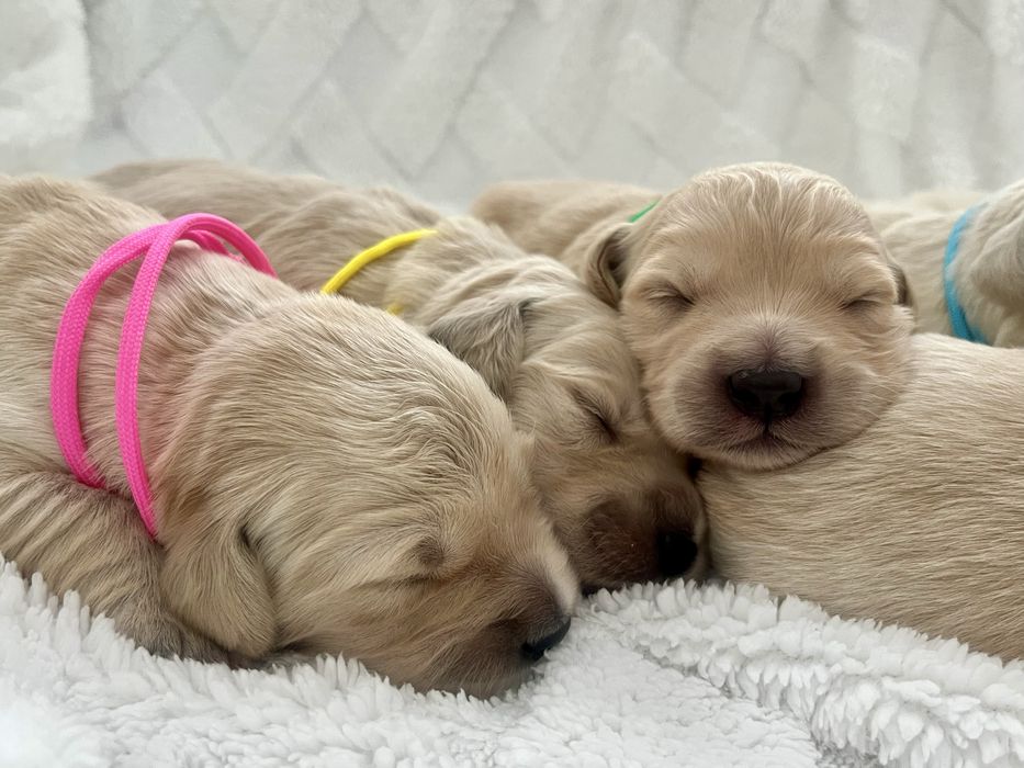 Szczenię Golden Retriever DO REZERWACJI