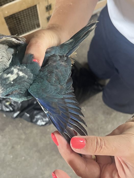 Kakarikis varias cores