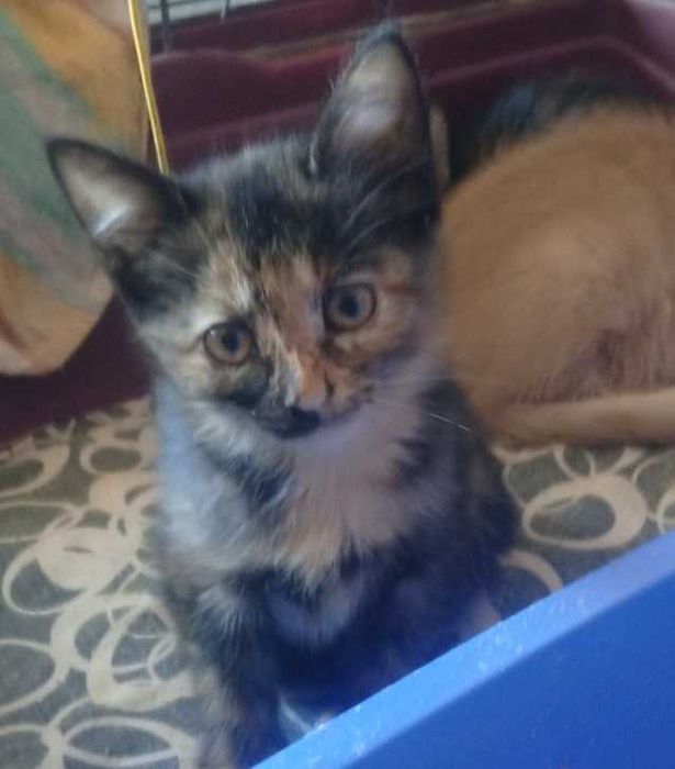 Котята в надёжные руки
