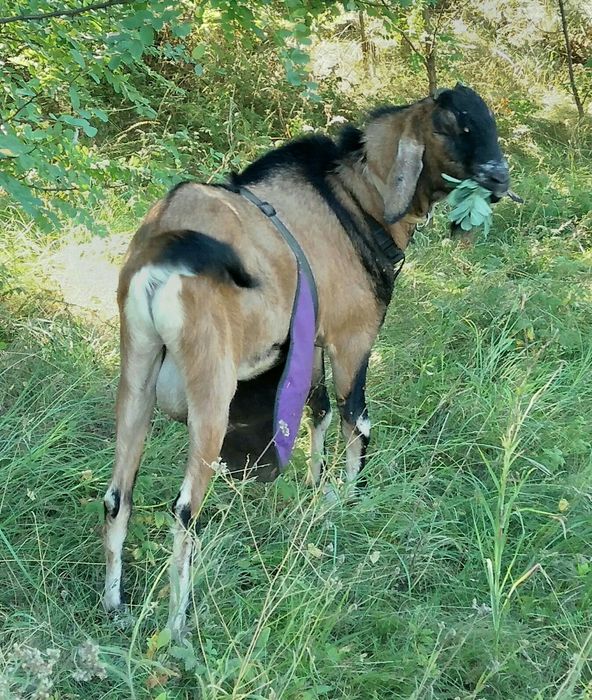 Фартух для козла, барана  2L