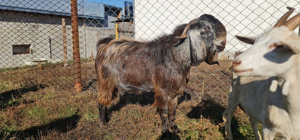 Продам Вівці асканійські.