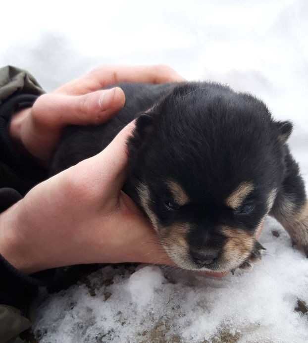 Собаченя в добрі руки