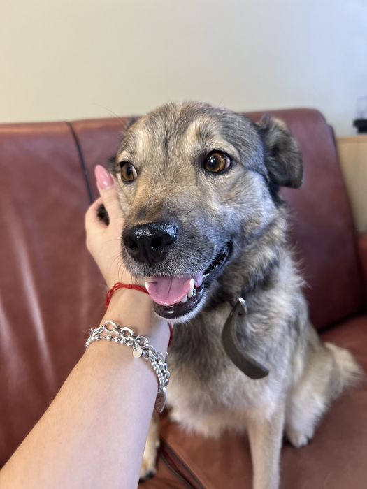 Бруня шукає дім, стерилізована