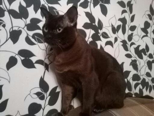 Вязка с бурманским ( бурма) котом