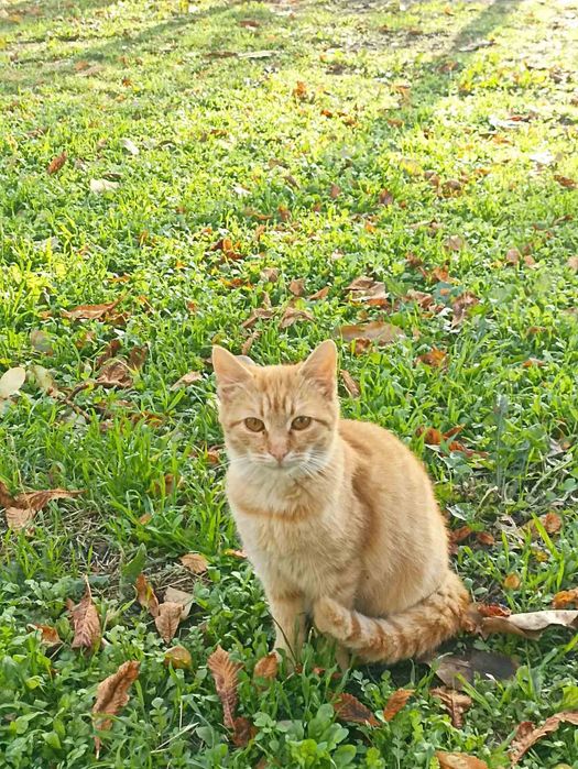 Кошечка рыженькая бесплатно. Кошка. Котенок. Котята даром