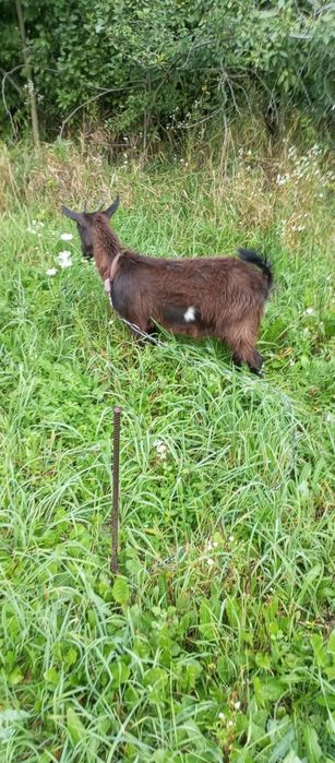 Продам молоду козочку