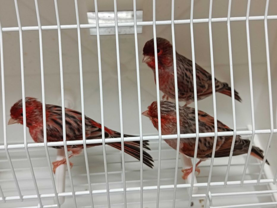 Canários ágatas vermelho nevado