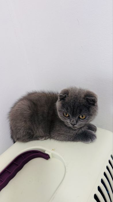 Scottish fold com 2 meses