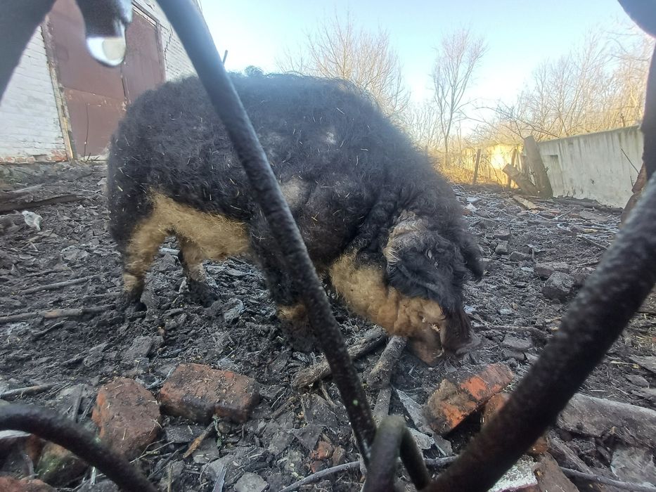 Кнур венгерська пухова мангалиця