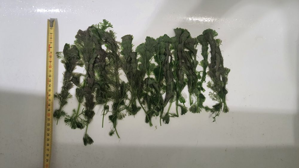 Limnophila sessiliflora